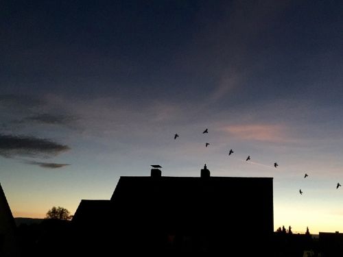 evening sky homes birds