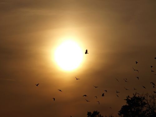 evening sky birds sun