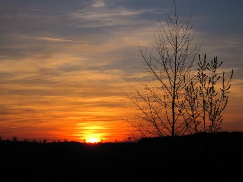 evening sky sun tree