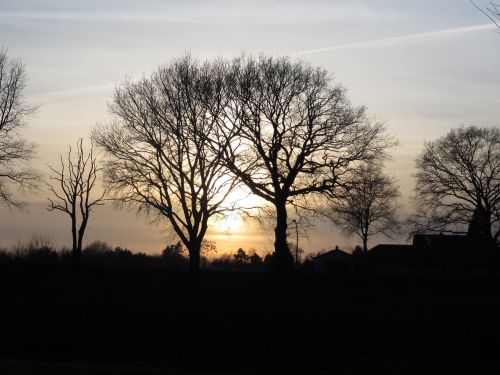 evening sun trees sunset