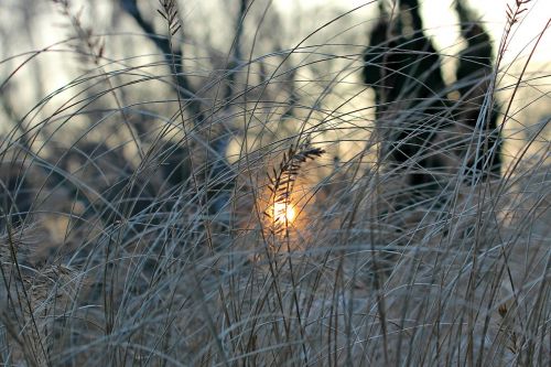 evening sun winter frost