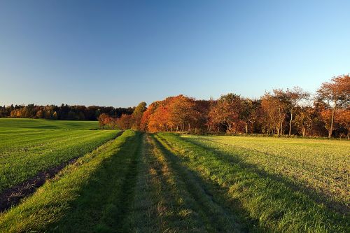 evening sun forest autumn