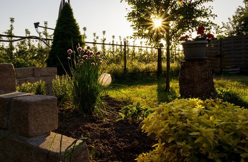 evening sun  garden  nature