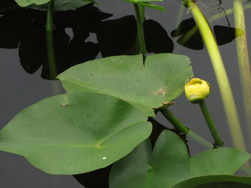 everglades outdoors wetland