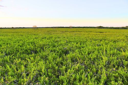 everglades swamp nature