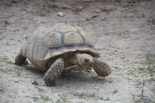 everglades  turtle  florida