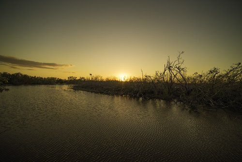 everglades  swamp  marsh