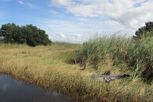 everglades water crocodile