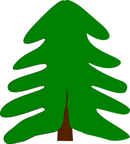 evergreen spruce fir