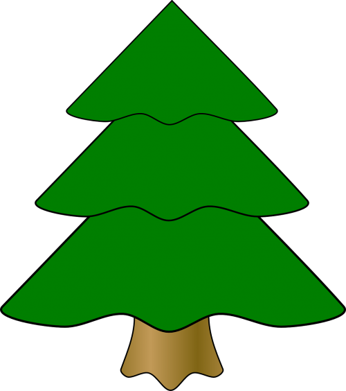 evergreen fir tree green