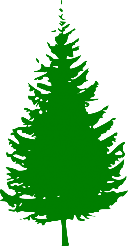 evergreen pine green