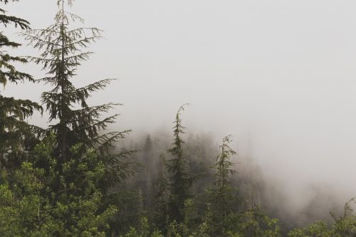 evergreen alpine mist