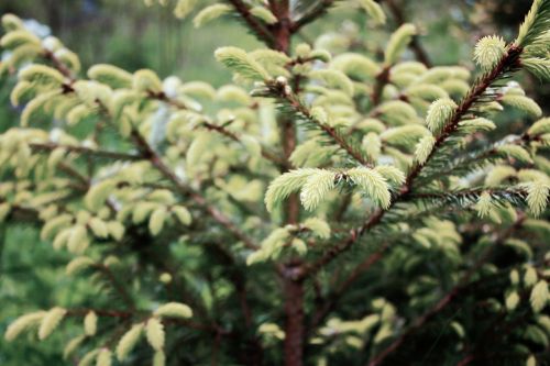 evergreen leaf tree