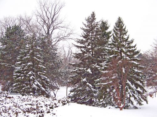 Evergreens In Snow