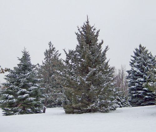 Evergreens In Snow