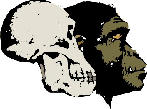 evolution skull head
