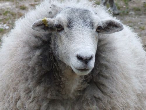 ewe sheep nature