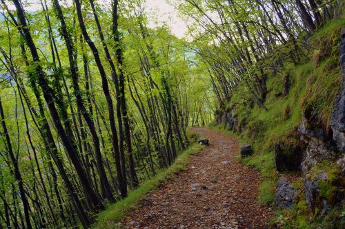 excursion forest autumn