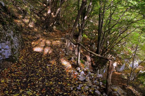 excursion forest autumn