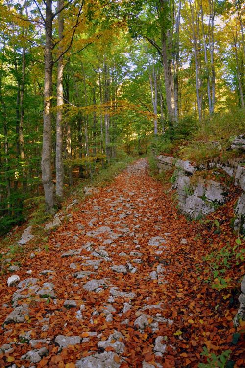 excursion forest autumn