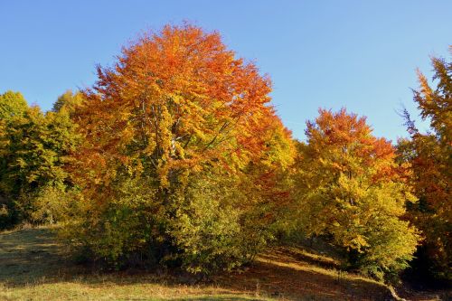 excursion trees autumn