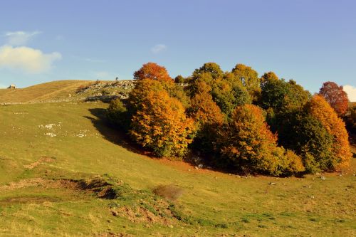 excursion trees autumn