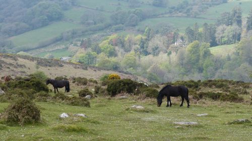 exmoor ponies exmoor country