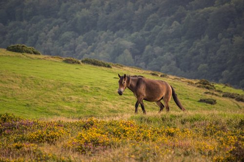 exmoor pony  pony  horse