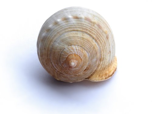 exoskeleton  spiral  snail