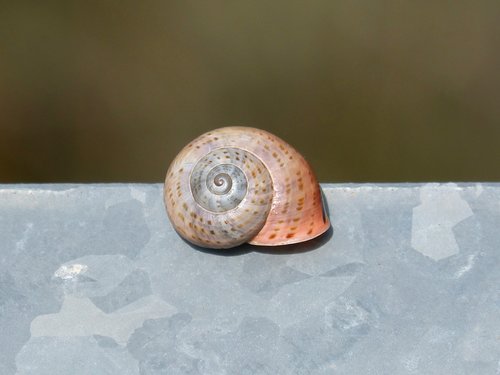 exoskeleton  nature  snail