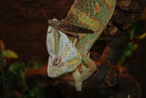 chameleon exot reptile