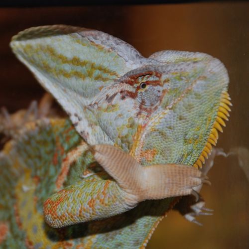 chameleon exot reptile