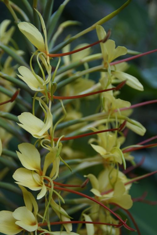 exot exotic plant