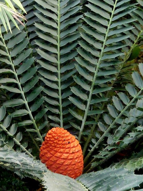 exotic plant leaves