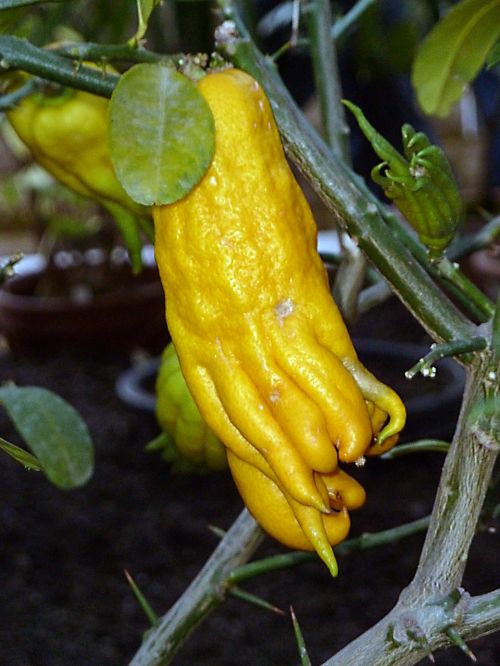 exotic tree fruit