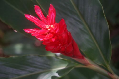 exotic flower floral