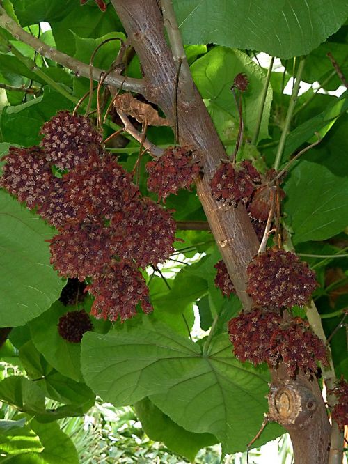 exotic tree fruit