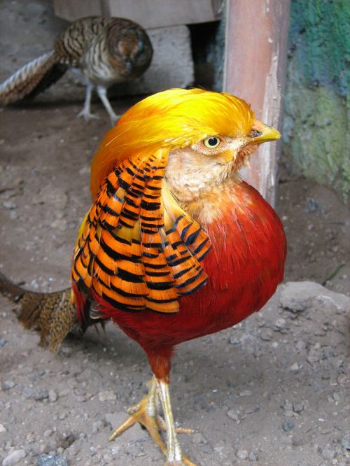 exotic animals birds