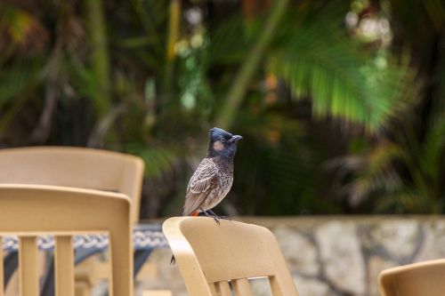 exotic bird hawaii bird