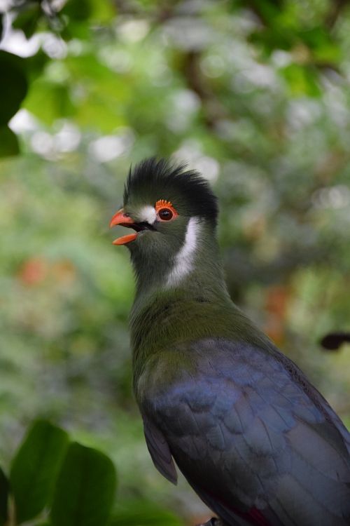 exotic bird garden nature