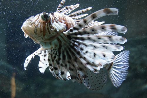 exotic fish toxic underwater