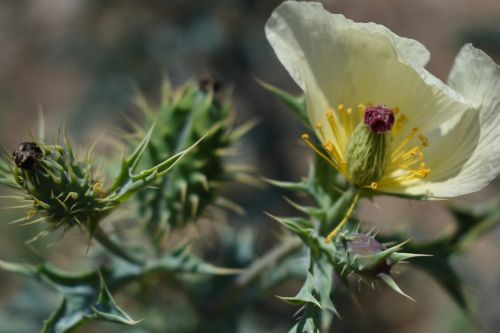 exotic flower flower plant