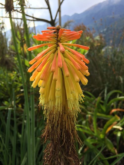 exotic flower summer yellow