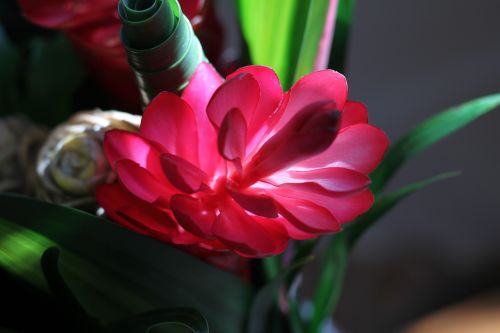 exotic flower luminous red flower tropical flower