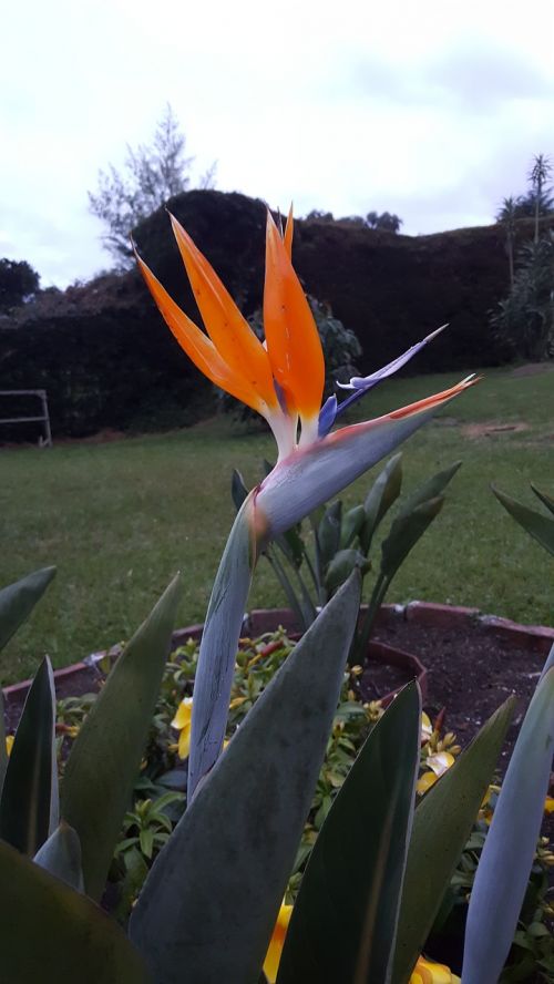 exotic flower bird of paradise nature