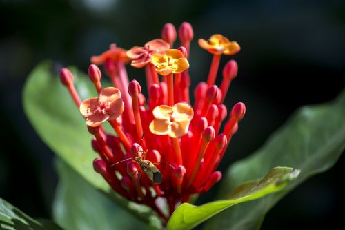 exotic flower colorful flower ornamental flower
