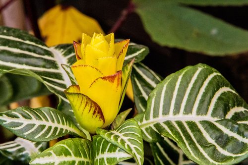exotic flower  yellow flower  nature