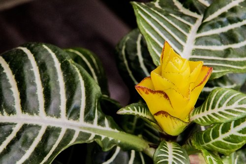 exotic flower  yellow flower  leaf