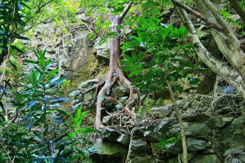 Exposed Tree Roots