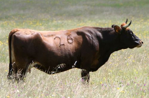 extremadura spain cow spring